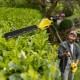 Karcher PHG 2-18 Battery Power Pole Hedge Trimmer